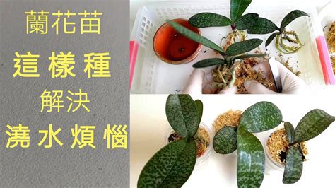 蘭花種植材料|蘭花種植材料使用指南：水苔、樹皮等，使用步驟全攻。